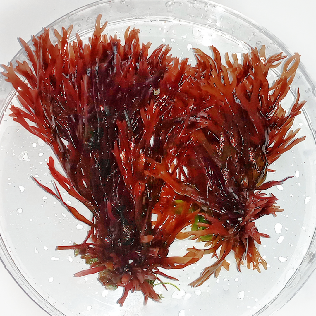 Astaxanthin